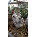 LAVENDER PEKIN BANTAMS